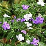 CHUXAY GARDEN Brunfelsia Pauciflora-Brazil Raintree,Yesterday-Today-and-Tomorrow,Morning-noon-and-Night,Kiss Me Quick,Franciscan Raintree 5 Seeds Striking Landscaping Shrubby Plant