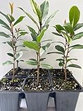 Cherry Laurel, 6 Live Plants, Fully Rooted, Thriving Inside 3' Containers, Prunus Caroliniana