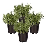 Live Aromatic and Edible Herb - Lavender (4 Per Pack), Natural Sleep Enhancer, 6' Tall by 4' Wide in 1 Pint Pot