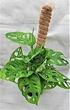 Monstera adansonii,Philodendron Swiss Cheese, Philodendron, Philodendron Swiss Live Plant (3' Pot) by 3exoticgreen