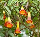 20 Red Angel's Trumpet Seeds for Planting - Brugmansia sanguinea
