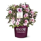 Encore Azalea Autumn Twist Azalea, 2 Gal, Bi-Color Purple Flowers