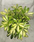 AUISPEN Live Variegated Schefflera Plant Yellow Umbrella Tree Variegated Arboricola Plant Drawf Schefflera Plant 7 to 10 Inch Tall