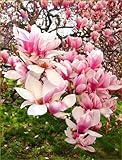 Light Pink White Lily Magnolia Seeds Flower Tree Fragrant Seeds 15 Seeds
