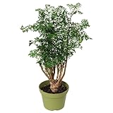 California Tropicals Ming Aralia 6'' Live Bonsai Tree - Unique and Easy to Grow Houseplant for Hobbies, Desk, Interior Ideas, Gardening, Crafts, Gifts, and Starter Gardeners