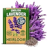 HOME GROWN Premium English Lavender Seeds, 1500 Non-GMO Herb Seeds, USA-Sourced Wildflower Seed for Planting Indoor/Outdoor, High Germination, Plant Flower Seeds