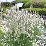 30 Bunny Tails Ornamental Grass Seeds for Planting, Dried Flowers, Crafts, Lagarus Ovatus - Ships from Iowa, USA