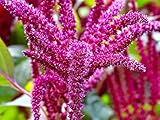 Unique Foxtail Amaranth Amaranthus Caudatus 400 Non-GMO Seeds for Planting Unusual Garden Plant Ideal for Hanging Baskets or in The Ground