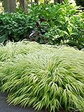 Perennial Farm Marketplace Hakonechloa macra 'All Gold' (Japanese Forest) Ornamental Grass, Size-#1 Container, Long Golden Leaves