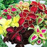 ALYWEX Pack 4 Mix Coleus Plants Live for Growing 4 to 8 Inch Tall, Multicolor Coleus Flower Starter Plants, Ornamental Coleus Live Plant
