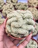 Beleaf and Grow Brain Cactus I Mammillaria Elongata Cristata