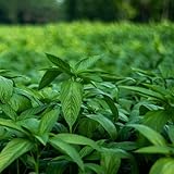 3000 Egyptian Spinach Seeds - Rau Day - AKA. Corchorus Olitorius Molokhia, Ewedu, Saluyot Seeds, Non GMO, Untreated.
