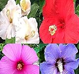 Big Pack - Rose of Sharon, Hibiscus syriacus Seeds - Non-GMO Seeds (Rose of Sharon (1,000 Seeds))