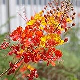 QAUZUY GARDEN 10 Red Mexican Bird of Paradise Seeds Caesalpinia Pulcherrima Barbados Peacock Flower Seeds - Attract Pollinators - Showy Bonsai Hedge Accent Plant