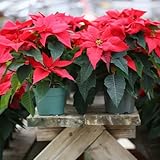 CHUXAY GARDEN Red Poinsettia Flower Seed 100 Seeds Euphorbia Pulcherrima Ornamental Deciduous Shrub Plant Beautiful Potted Plants Great Desktop Bonsai
