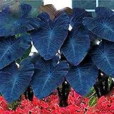 30pcs/Bag Heirloom Alocasia Macrorrhiza Taro Seeds Green Giant Taro Seeds Plantas Indoor Plant DIY Bonsai Elephant Ear Taro Vegetable Rare Plants