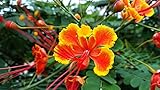 Peacock Flower Seeds for Planting - 10 Seeds - Caesalpinia pulcherrima - Red Bird of Paradise