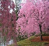 Higan Japanese Pink Weeping Cherry Tree - Live Plant Shipped 3 to 4 Feet Tall by DAS Farms (No California)