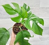 Rare Mini Monstera, Philodendron Rhaphidophera Tetrasperma Live Plant, Ginny Philodendron-in 4' Pot - by 3exoticgreen