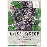 Seed Needs, Anise Hyssop Seeds - 500 Heirloom Seeds for Planting Agastache foeniculum - Medicinal Herb for Tea & Essential Oils, Non-GMO & Open Pollinated (1 Pack)