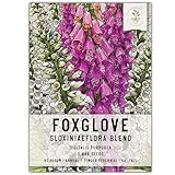 Seed Needs, Mixed Gloxiniaeflora Foxglove Seeds - 5,000 Seeds for Planting Digitalis purpurea - Open Pollinated, Attracts Pollinators & Hummingbirds (1 Pack)