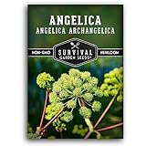 1 Pack Angelica Seeds for Planting with Instructions to Grow Medicinal Herb Angelica Archangelica Live Plants in Your Home Herb Garden - Non-GMO Heirloom Herb Seed Planting - Survival Garden Seeds