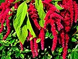 Foxtail Amaranth Amaranthus Caudatus Seeds for Planting 400+ Seeds Red Tailed Amaranth Exotic Garden Plants