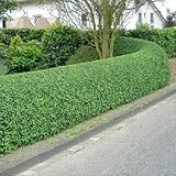 Generic 5 Privet Shrubs/Bushes - 12-24'' Tall Seedlings - Live Plants - Privacy Hedges - Ligustrum, Green