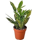 Croton 'Gold Dust' Live Plant for Indoor | Different Houseplants in 4'' & 6'' Pot | Real House Plant Decor for Living Room, Office, Desk & Bathroom | Codiadeum variegatum | Gold Dust