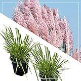 Live Ornamental Perennial Grass - Pink Pampas (2 Per Pack), Showy Accent Plant, 12' Tall by 6' Wide in 1.5 Quart Pot