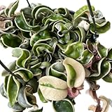 Variegated Hoya Compacta aka Hoya Hindu Rope Variegated Available in 2', 4', and 6' Pot Live Hoya Plant Prime Plants California (1 Small Plant/stem, 4' Pot)