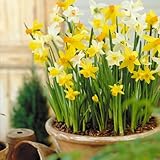 CHUXAY GARDEN Mix Narcissus,Daffodil,Jonquil 100 Seeds Colorful Lovely Flowers for Planting Landscaping Rocks Decorative Garden Fast Growing & Maintain