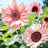 ZEshops 50PCS Iris Tectorum Rose Sunflower Seeds for Planting - Non-GMO Heirloom Variety - Pink Blooms for Your Flourishing Garden