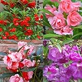 500+Impatiens Mixed Seeds for Planting Outdoor-Perennial Impatiens Balsamina Plants Ornamental Garden Potted Bonsai Indoor