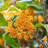 CHUXAY GARDEN 5 Seeds Osmanthus Fragrans,Sweet Osmanthus,Sweet Olive,Tea Olive, Fragrant Olive Orange Small Tree Evergreen Shrub Grows in Garden and pots