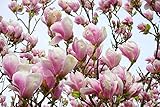 MOCCUROD 15 Lily Magnolia Flower Tree Seeds Pink & Purple Fragrant Tulip Magnol Liliiflora Seeds