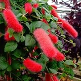 CHUXAY GARDEN Acalypha Reptans Seed,Dwarf Chenille 10 Seeds Stunning Flowering Plant Attract Butterflies and Bees Grows in Garden and Pots
