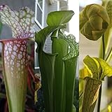 Savage Gardeners Live Carnivorous Pitcher Plant Sarracenia - Flowering Sized, Beginner-Friendly, Comes Potted in 2.5'' Pot
