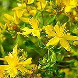 Outsidepride 1000 Seeds Perennial Hypericum Perforatum St. John's Wort Yellow Flower Seeds for Planting