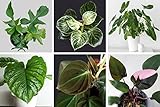New Fresh 100pcs Green philodendron Plant Seeds Generic