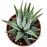 Sprout N Green Haworthiopsis fasciata 'Big Band', Live Succulent Fully Rooted in 4' Pots, Rare House Plant for Home Office Indoor Outdoor Wedding Decoration, DIY Projects, Party Favor