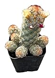 FOLIAGEMS Live Cactus Plants from USKC (2'Pot Mammillaria Elongata)