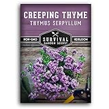 Creeping Thyme Seed for Planting - 1 Packet with Instructions to Plant and Grow Resilient Ground Cover in Your Home Garden - Non-GMO Heirloom - Survival Garden Seeds