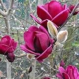 CHUXAY GARDEN Magnolia liliiflora Seed 90 Seeds Purple Lily Magnolia Beauty Deciduous Tree Ornamental Flowering Plant Highly Fragrant