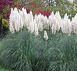 Outsidepride 1000 Seeds Perennial Cortaderia Selloana White Pampas Ornamental Grass Seed for Planting