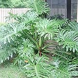 Lacy Tree Philodendron Seeds Philodendron Selloum Easy to Grow Tropical Plant Broadleaf Evergreen GMO Free Containers Garden Indoor Outdoor 15Pcs by YEGAOL Garden