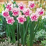 Generic Fresh 100pcs Daffodils Flower Seeds for Planting Pink White