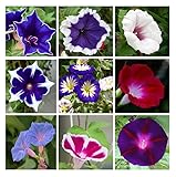 200+ Morning Glory Seeds for Planting, Mixed Color Ipomoea Nil Seeds Heirloom Vine, High Germination Rate Open Pollinated Seeds