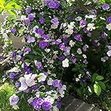 CHUXAY GARDEN Brunfelsia Pauciflora Seed,Yesterday, Today and Tomorrow 5 Seeds Ornamental Flowering Plant Attract Butterflies and Bees Rare Plants