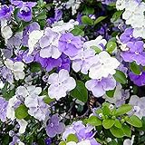 QAUZUY GARDEN 5 Brunfelsia Pauciflora Seeds, Yesterday-Today-and-Tomorrow Plant, Kiss-Me-Quick, Brazil Raintree,Showy, Fragrant Flowers, Striking Accent Privacy Screen Plant